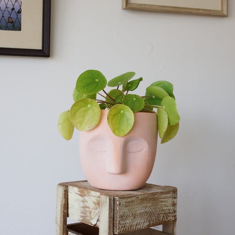 Patty | Pot | Coral