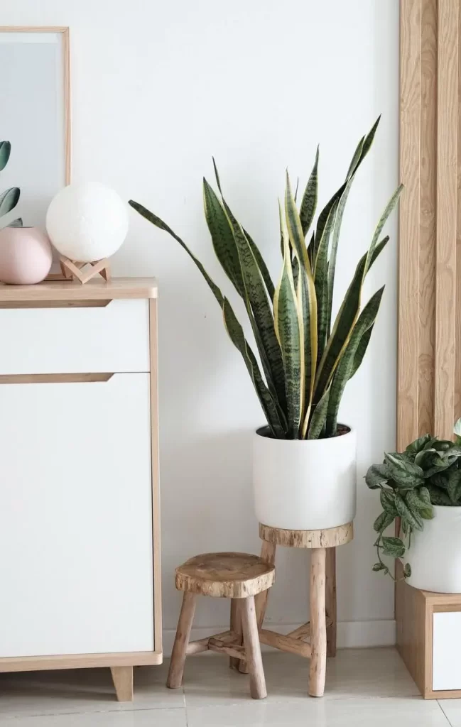 VARIEGATED SNAKE PLANT in a room setting with a side table