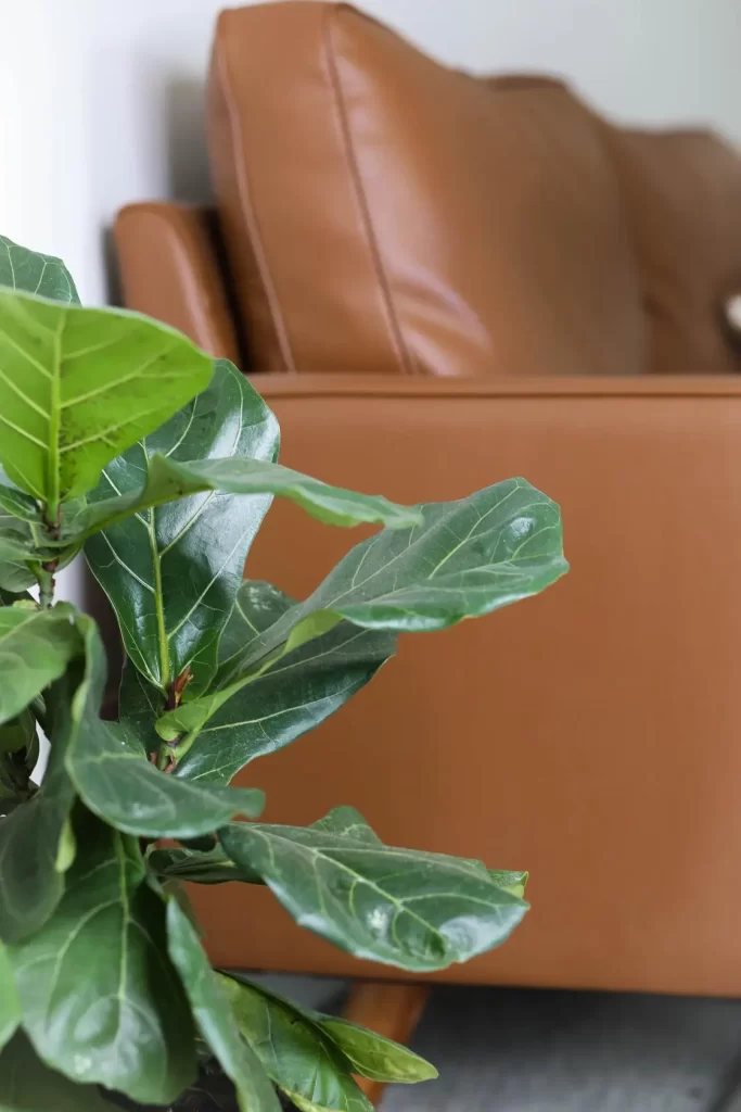 fiddle leaf close up in front of the side of a couch
