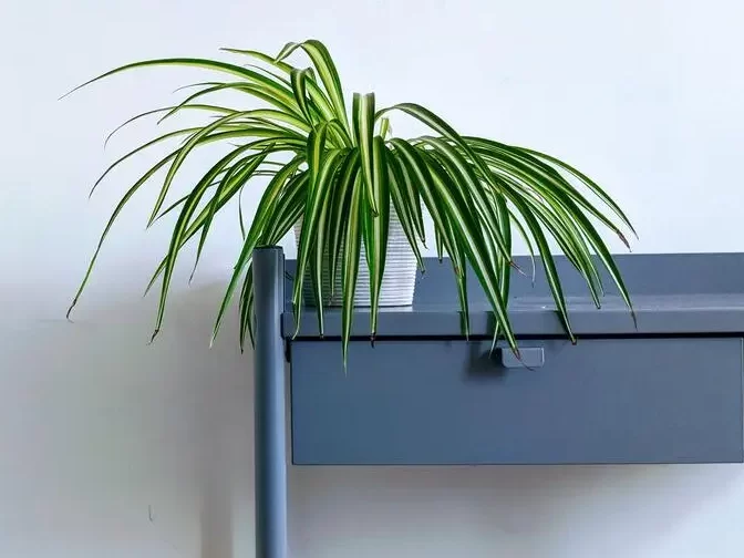 spider plant on a blue desk